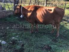Продам корову с теленком 