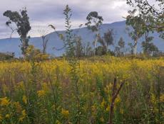 С. Алахадзе ул Морская. 15 сот земли , 200 метров до моря . Всё документы на руках .