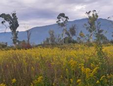 С. Алахадзе ул Морская. 15 сот земли , 200 метров до моря . Всё документы на руках .