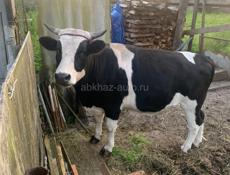 Продаю бычка 2.7 лет 