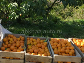 Мандарины 9935739