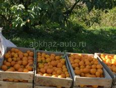 Мандарины 9935739