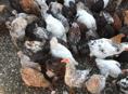 В Гулрыпшах продаётся куры 5 месяцев срочно  550 рублей 