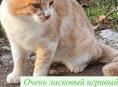 Отдадим в добрые руки. Рыжик принесет вам удачу 