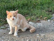 Отдадим в добрые руки. Рыжик принесет вам удачу 