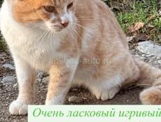 Отдадим в добрые руки. Рыжик принесет вам удачу 