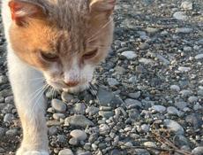 Отдадим в добрые руки. Рыжик принесет вам удачу 