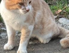 Отдадим в добрые руки. Рыжик принесет вам удачу 