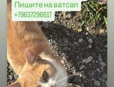 Отдадим в добрые руки. Рыжик принесет вам удачу 