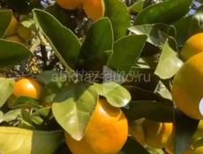 Ищу работу на мандарин 