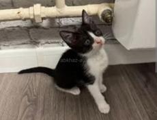 отдам котенка в добрые руки