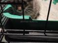 Котенок 