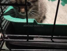 Спасите жизнь котенку
