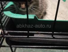 Спасите жизнь котенку