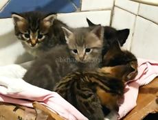 Котята в дар