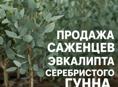 Эвкалипт серебристый Гунна 
