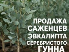 Эвкалипт серебристый Гунна 