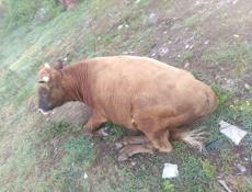 Быки 🐂 