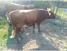 Быки 🐂 