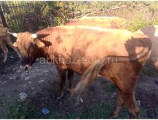 Быки 🐂 