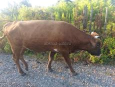 Быки 🐂 