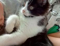Котик