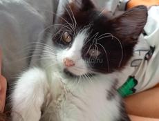 Котик