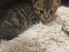 Котенок в добрые руки