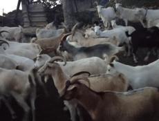 Продаются 
