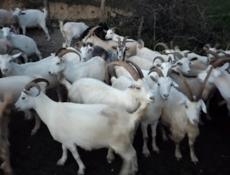 Продаются 