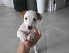 Щенки Джек Рассел терьер 💕💕💕💕💕💕💕