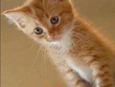 Котята рыжий и серо-белый  мальчики, цветные девочки