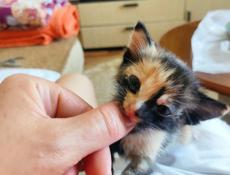 Котята рыжий и серо-белый  мальчики, цветные девочки