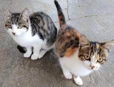 Котята рыжий и серо-белый  мальчики, цветные девочки