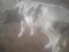 Продаётся бык 110 120 килограмм 