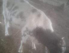 Продаётся бык 110 120 килограмм 