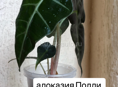 Алоказии