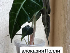 Алоказии