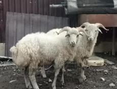 Барашки 