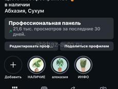 Комнатные растения 
