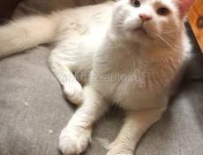 Котята папа Мейн Кун, мама сибирская кошка