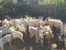 Продаются козы оптом 