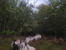 Продаются козы оптом