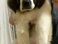 Щенки СЕНБЕРНАРА!!!!!!!!!