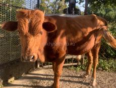 Продается бычок