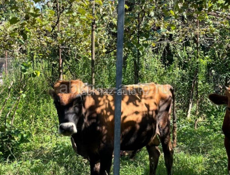 Бычок срочно