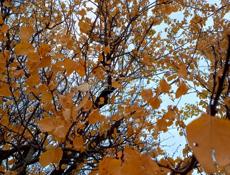 Срочно !!! Продам 1 ком. квартиру 