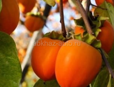 Хурма для сушки 