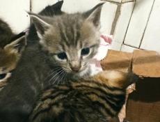 Котята в добрые руки