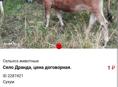 Продаётся коровы 🐮🐮